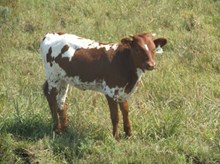 CALF 821