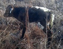 Calf 975 Bull