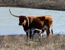 HEIFER CALF 1118